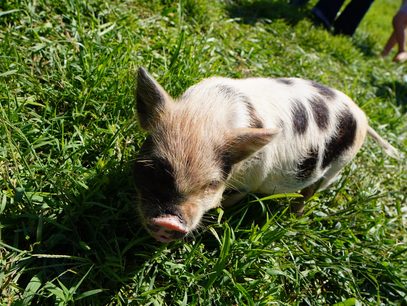 Young pig at Smoky Mountain Acres